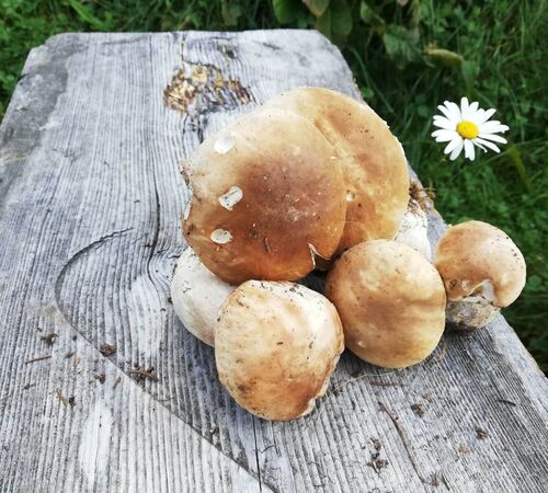 herbst herrenpilz b0643bce