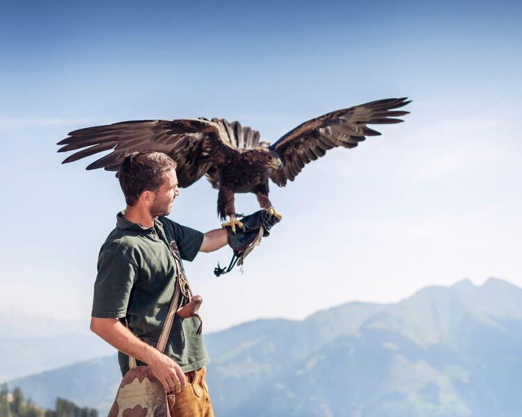 Falkner mit Steinadler vor einer Bergkulisse