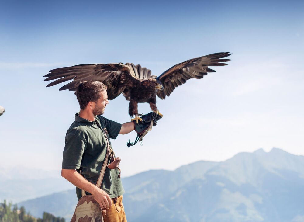 Falkner mit Steinadler vor einer Bergkulisse