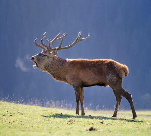 rothirsch c npht rieder 1a823724