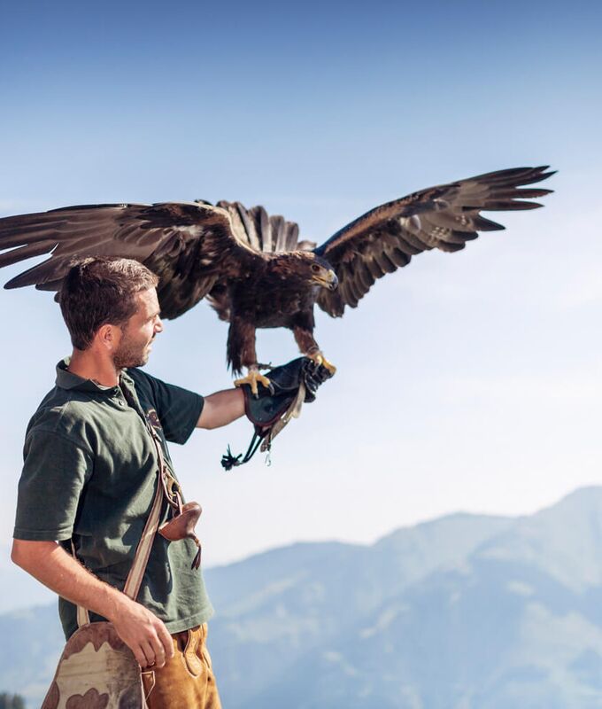 Falkner mit Steinadler vor einer Bergkulisse