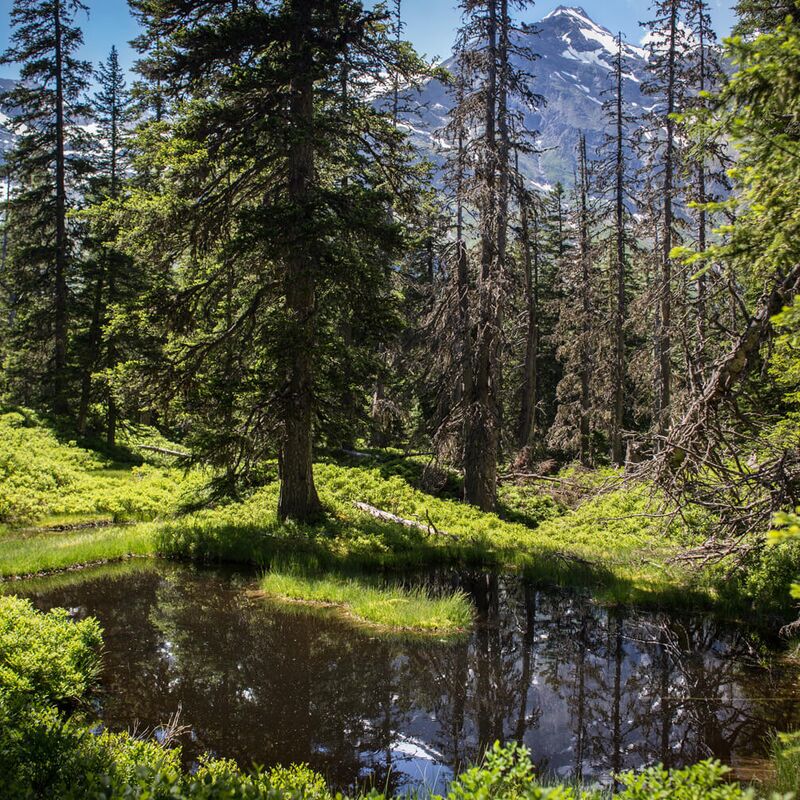 Dark moor pond in the Rauris primeval forest, in the background the 3,106 m high Rauriser Sonnblick