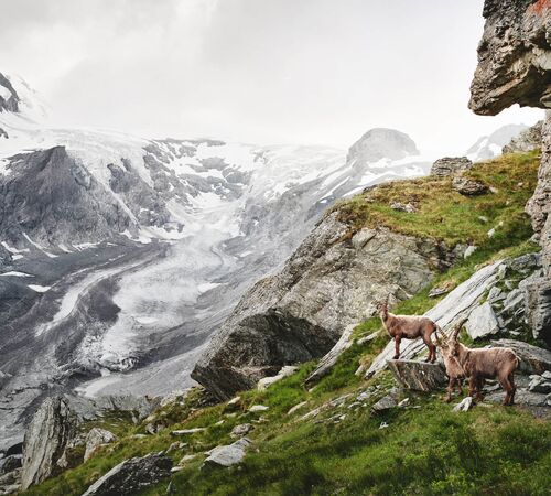 slt grossglockner hochalpenstrasse 8a523637