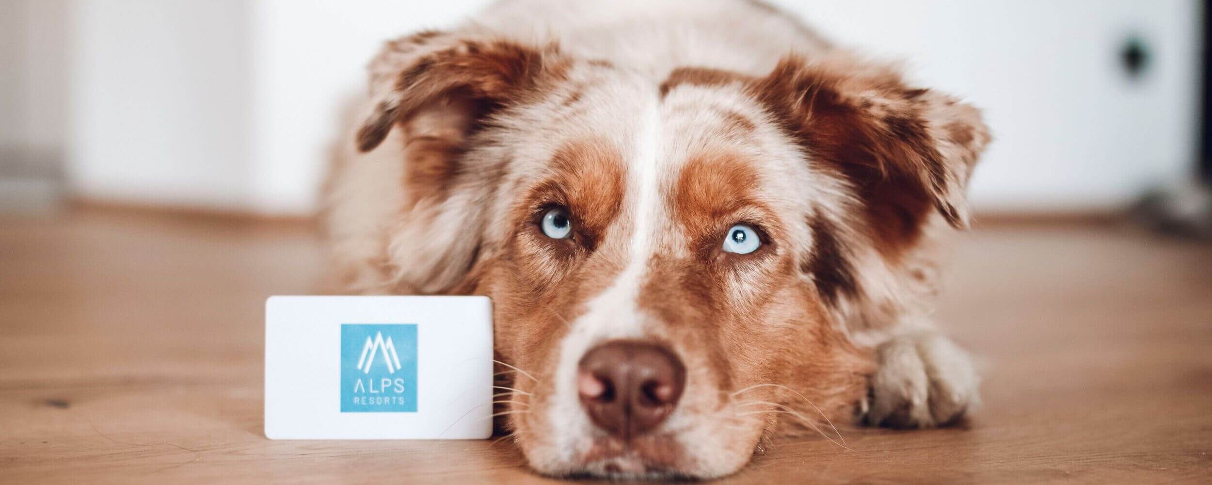 drivys adventures alps resorts 2305 36 16a8d767