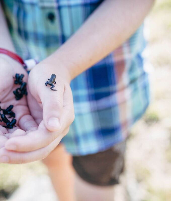 Junge hält winzige Frösche vorsichtig in seiner Hand.