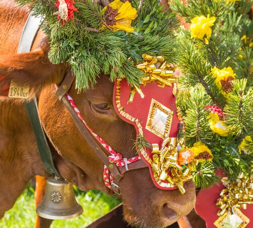 almabtrieb tourismusverband radstadt lorenz masser 6 f8783afb