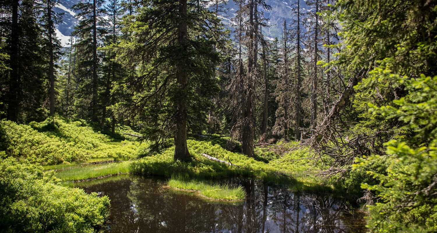 Dunkler Moortümpel im Rauriser Urwald, im Hintergrund der 3.106 m hohe Rauriser Sonnblick