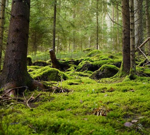 Mossy green forest bathing