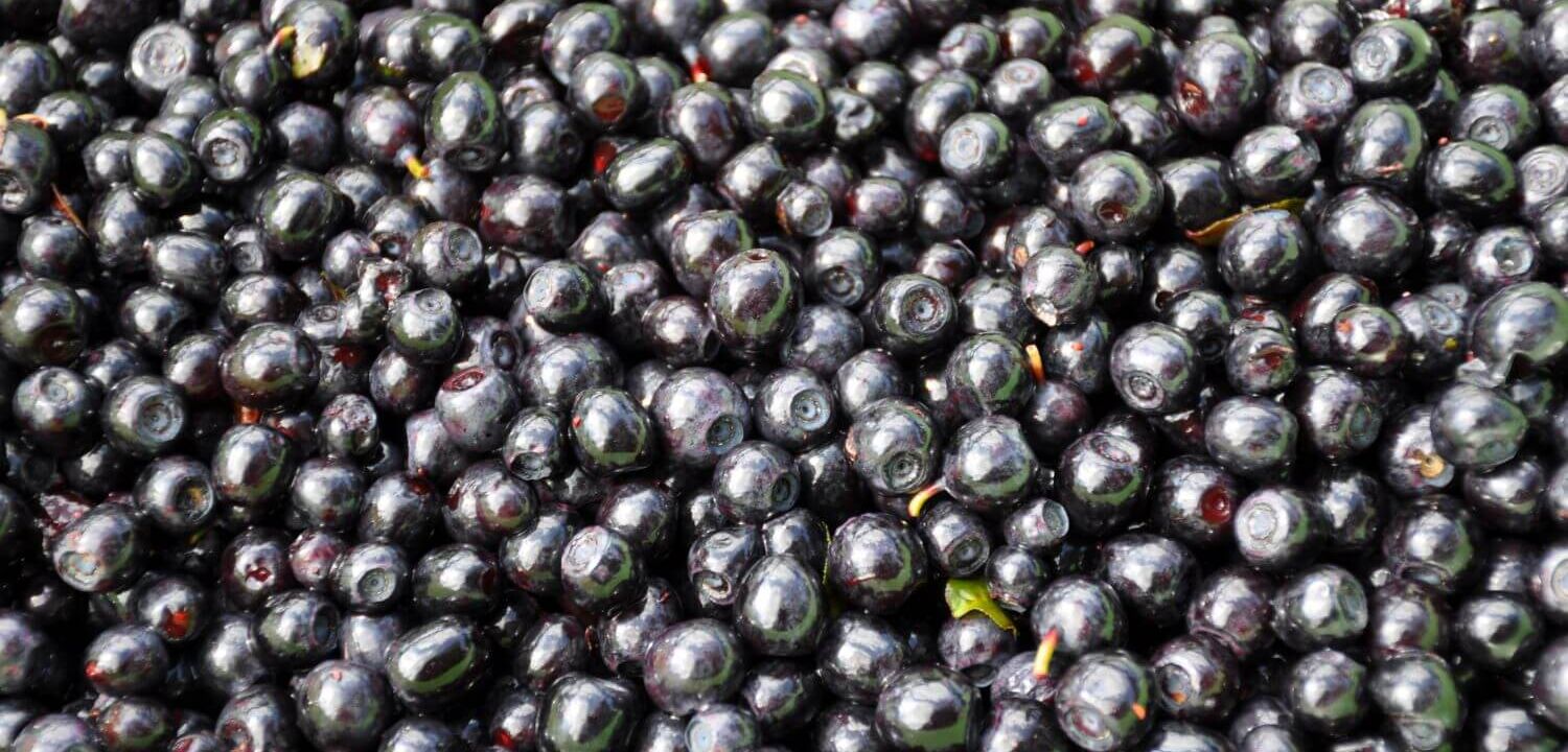 Frisch gesammelte wilde Heidelbeeren