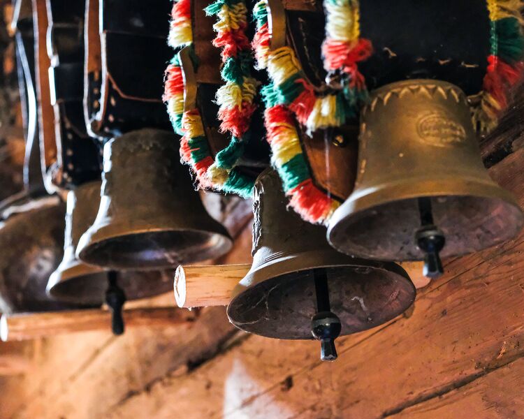 Geschmückte Kühe mit Kuhglocken beim Almabtrieb in Kitzbühel