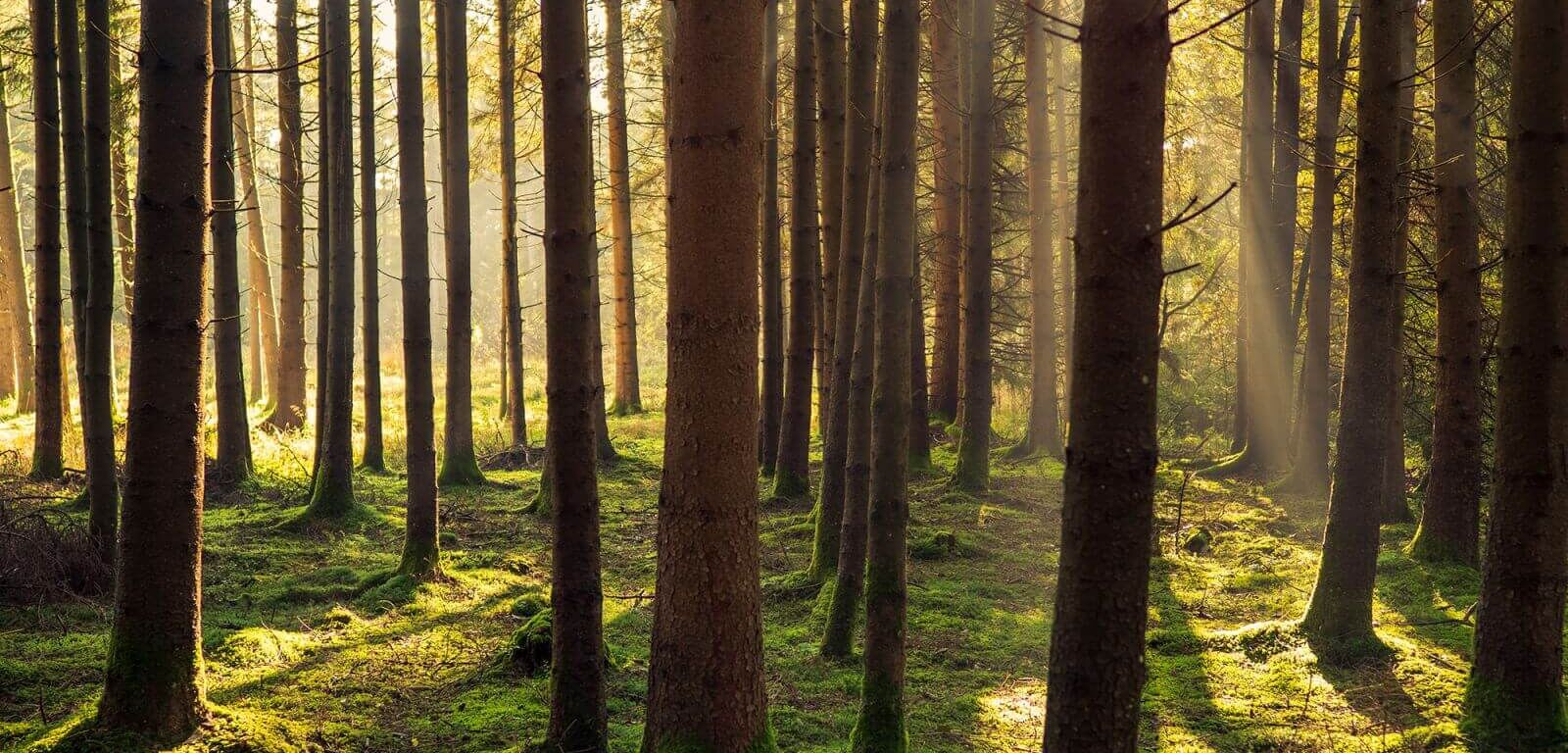 Waldbaden in Österreich entschleunigt.