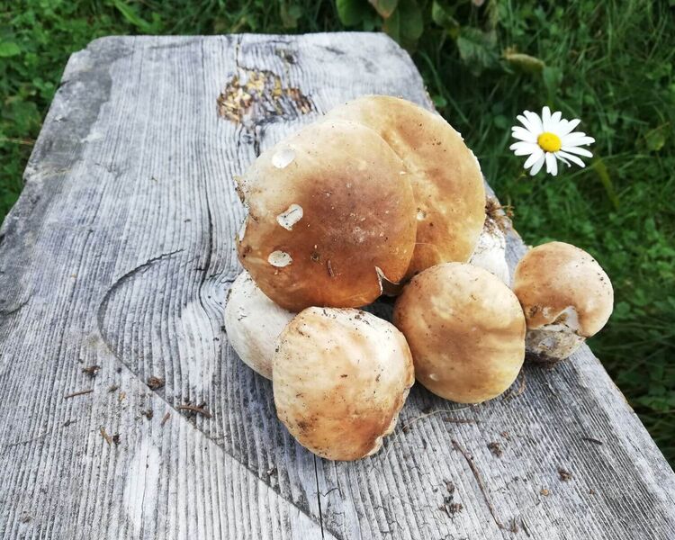 Herrenpilz frisch aus dem Wald