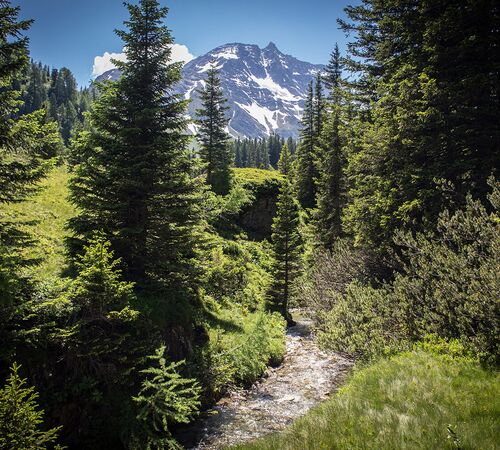 raurisertal urwald sonnblick bach%28c%29tvbrauris fotograf florian bachmeier f017a27c