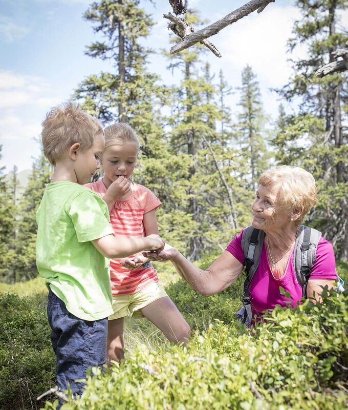 Oma mit 2 Kindern beim Sammeln von wilden Heidelbeeren im Wald