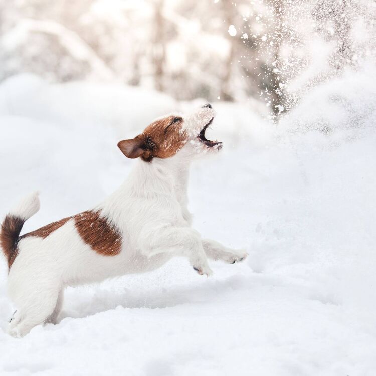 Hund im Schnee (c) istock - Anna-av