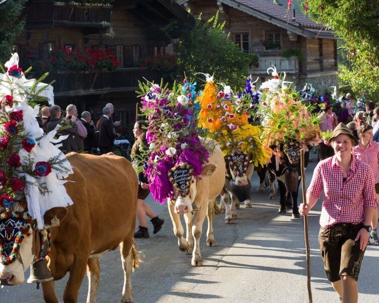 Kühe mit buntem Schmuck beim Almabtrieb im Brixental, Tirol