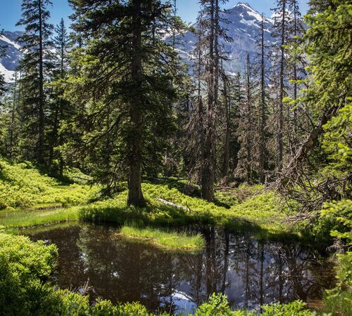 Dark moor pond in the Rauris primeval forest, in the background the 3,106 m high Rauriser Sonnblick