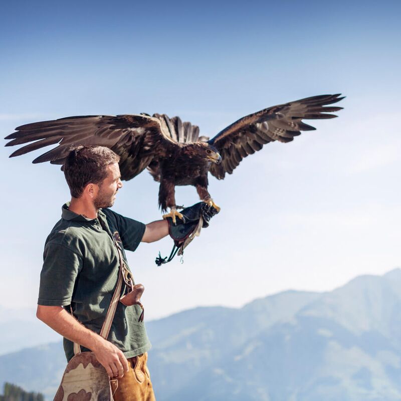 Falkner mit Steinadler vor einer Bergkulisse