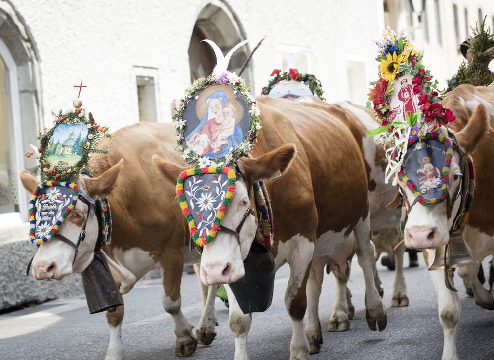 rauris almabtrieb%28c%29tvb%20rauris fotograf%20florian%20bachmeier 551d964f