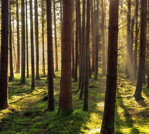 Forest bathing in Austria slows you down.