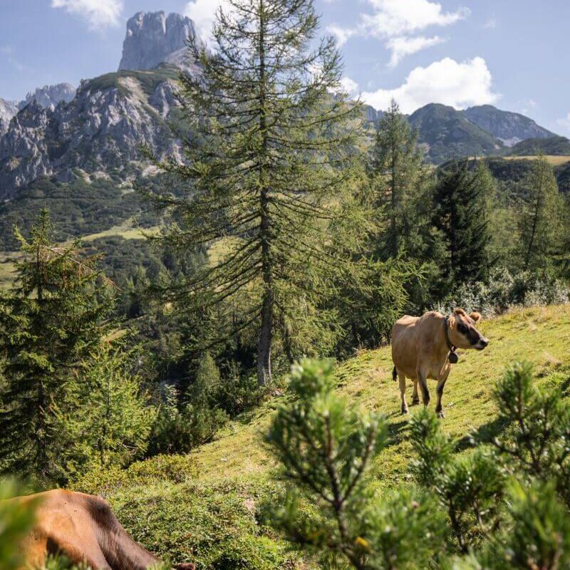 Kühe auf der Almweide unter der Bischofsmütze