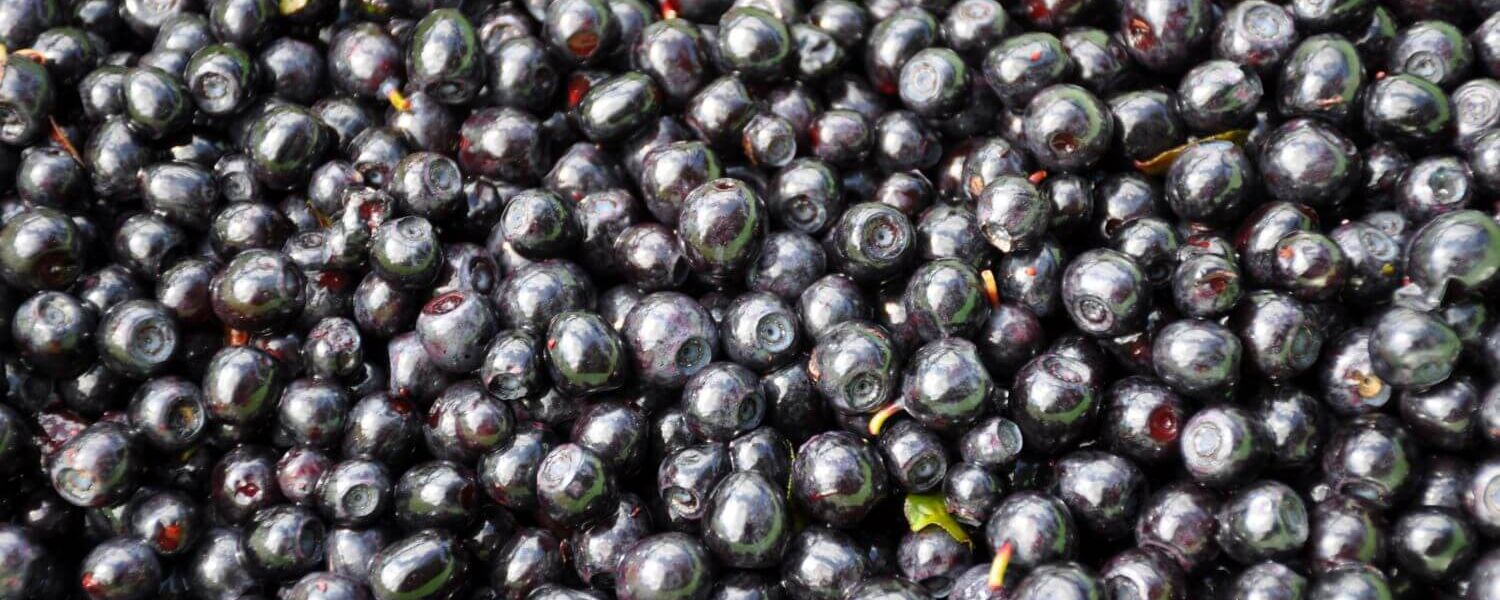 Frisch gesammelte wilde Heidelbeeren