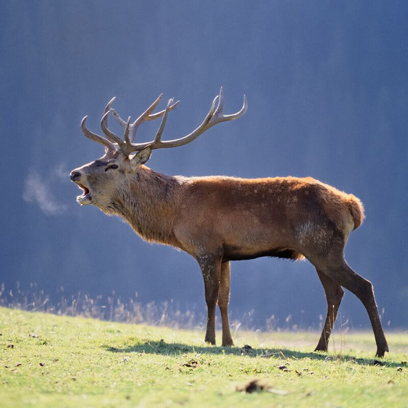 Rothirsch bei der Brunft im Herbst