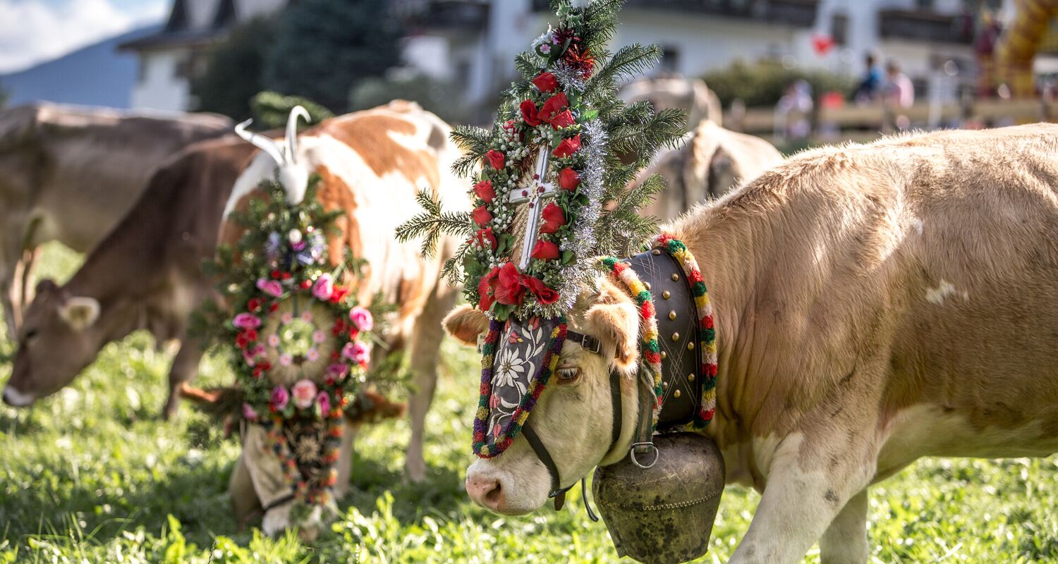 Geschmückte Kühe mit Blumenschmuck auf der Alm am Spieljoch im Zillertal – traditioneller Almabtrieb im Sommer. © Andi Frank