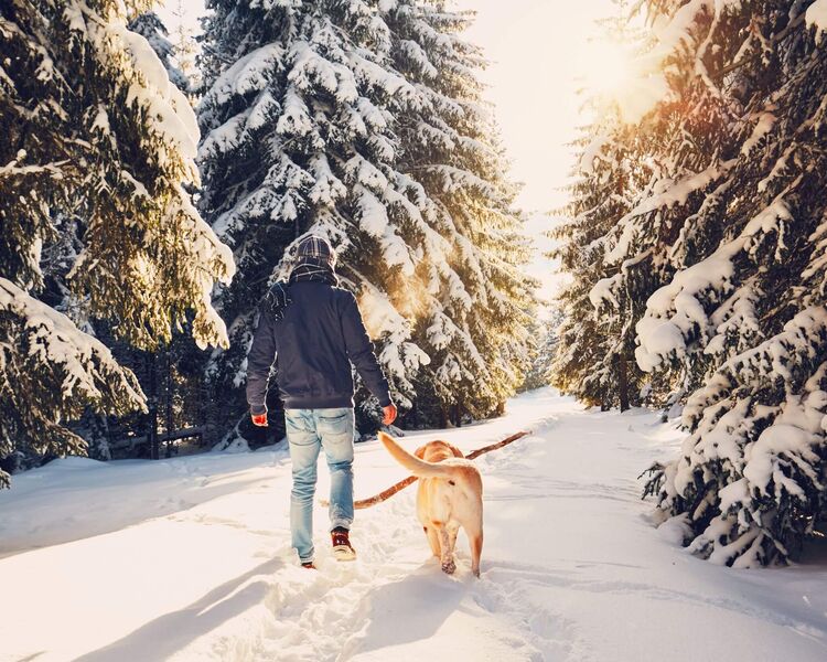 Winterspaziergang mit Hund (c) istock-chalabala