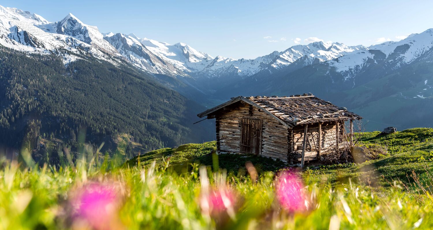 Traditionelle Almhütte auf einer Bergwiese im Zillertal, umgeben von leuchtendem Almrausch und Alpenpanorama. © Zillertal Tourismus / Thomas Pfister