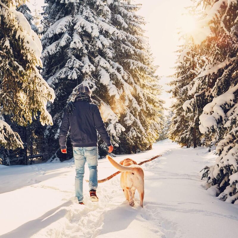 Winterspaziergang mit Hund (c) istock-chalabala