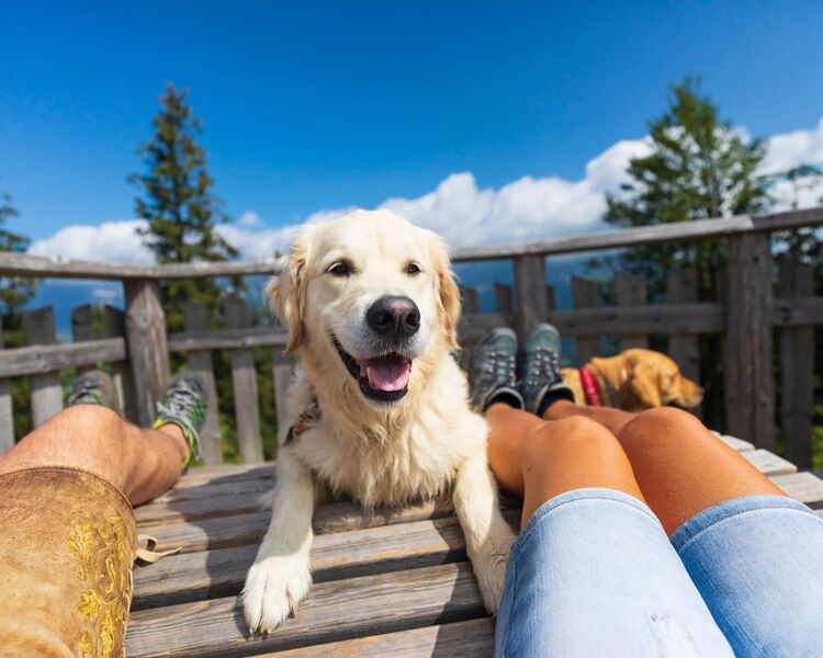 Wanderer mit einem Hund und Aussicht