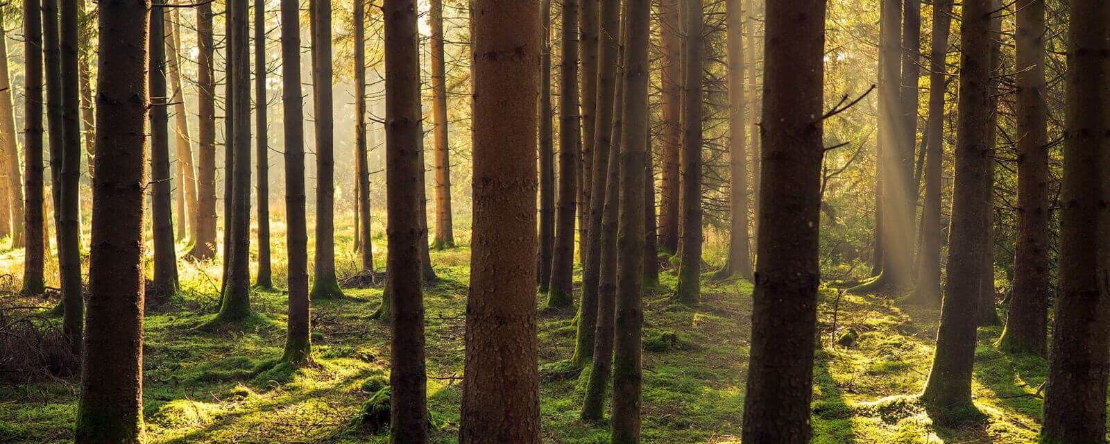 Waldbaden in Österreich entschleunigt.