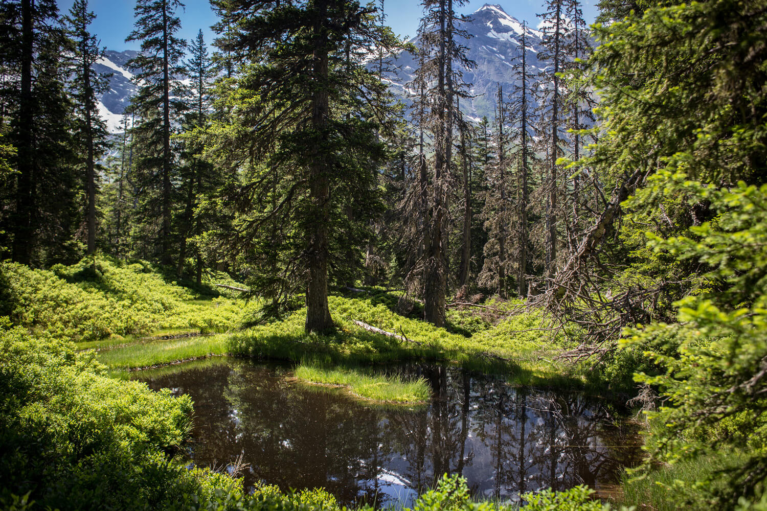 Dark moor pond in the Rauris primeval forest, in the background the 3,106 m high Rauriser Sonnblick